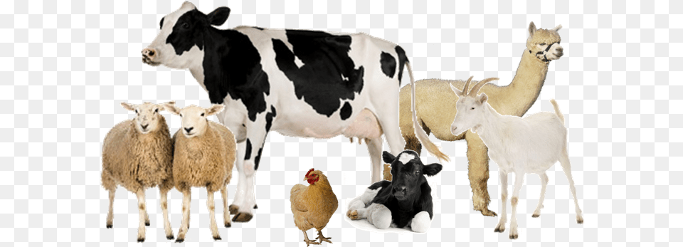 Download Group Of Farm Animals Cow White Background Full Cow White Background, Animal, Mammal, Livestock, Sheep Free Png