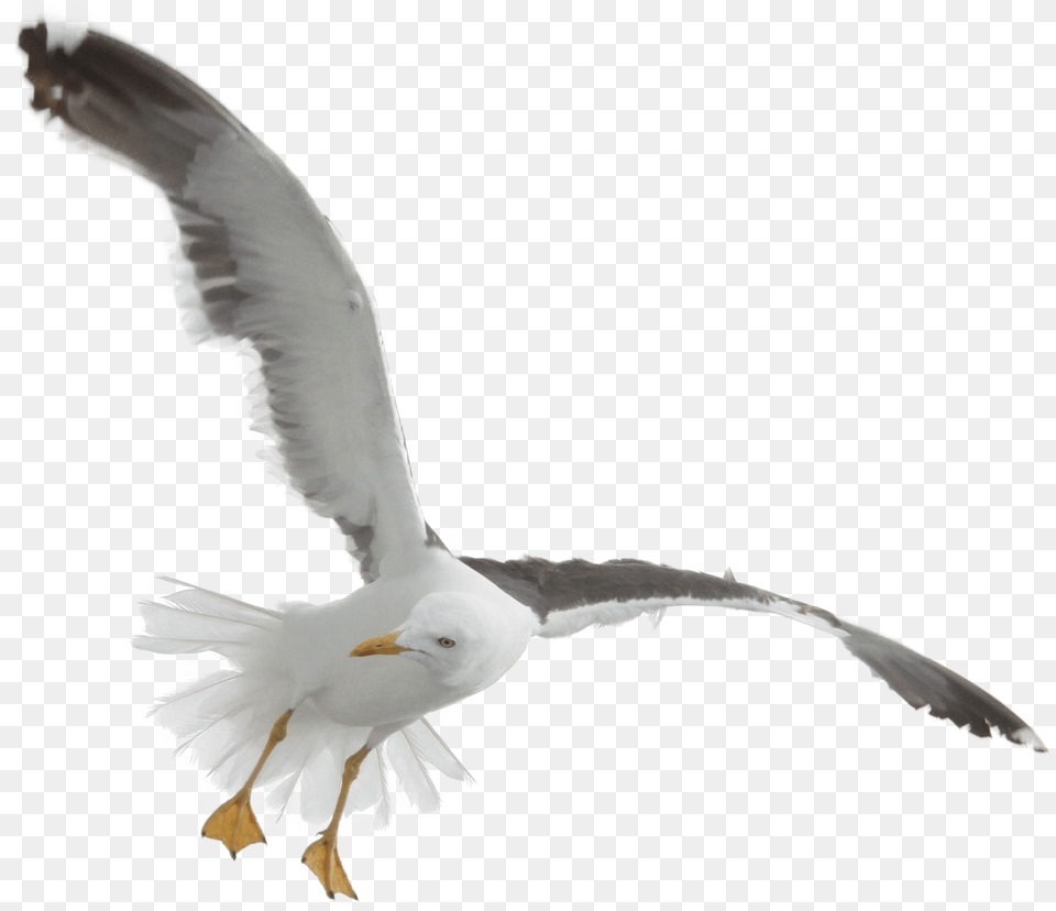 Download Gull Bird 13 Background Seagull, Animal, Flying, Waterfowl Png Image