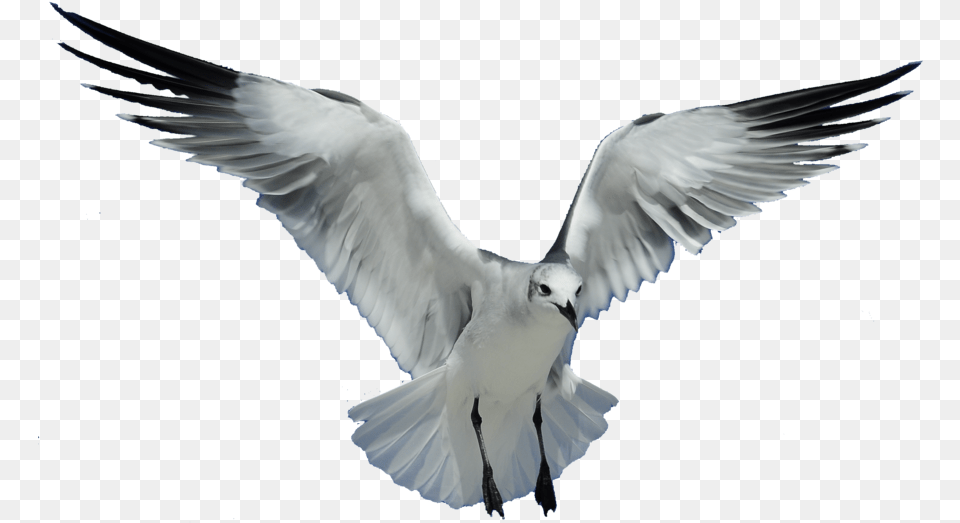 Download Gull Bird Transparent Transparent Transparent Background Flying Bird, Animal, Seagull, Waterfowl, Pigeon Png Image