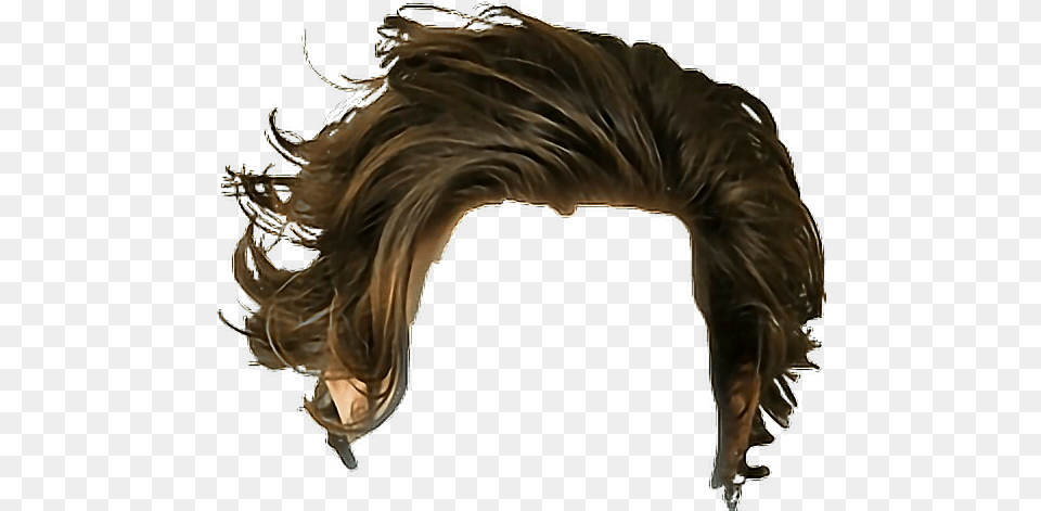 Download Hair Haircut Brown Hairstyle Man Brown Hair, Animal, Canine, Dog, Mammal Free Transparent Png