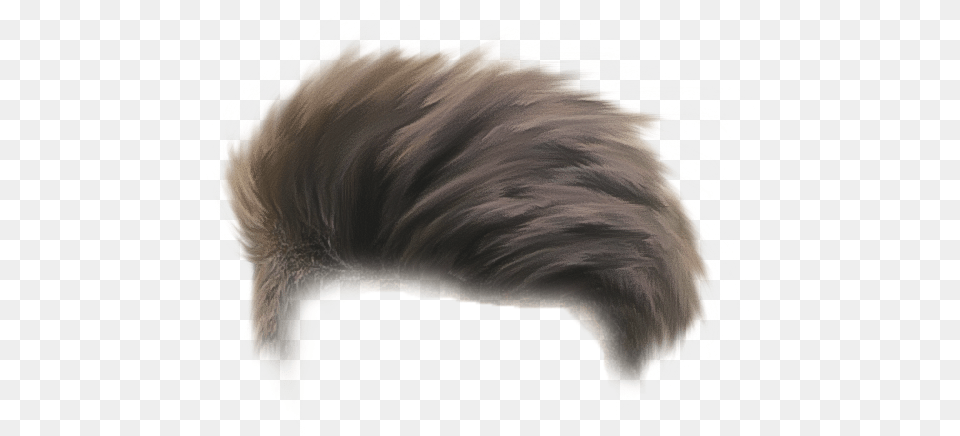 Download Hair Picsart Photo Studio Full Size Full Hd Picsart Hair, Animal, Bear, Mammal, Wildlife Png Image