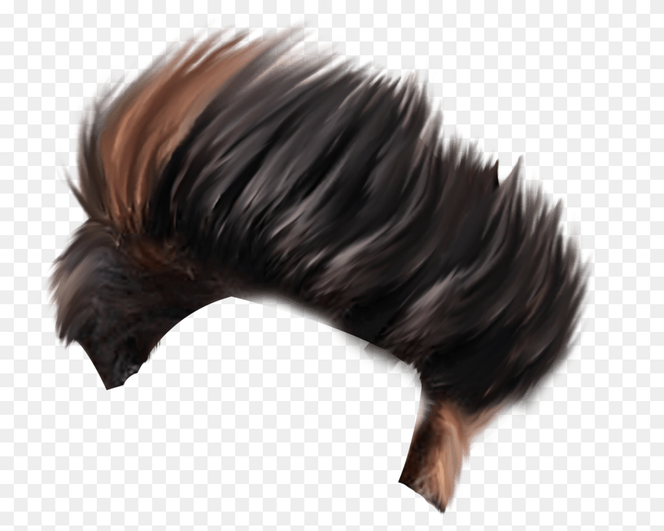 Download Hair Style Photo Cb Background Full Hd, Animal, Bird, Person Free Png
