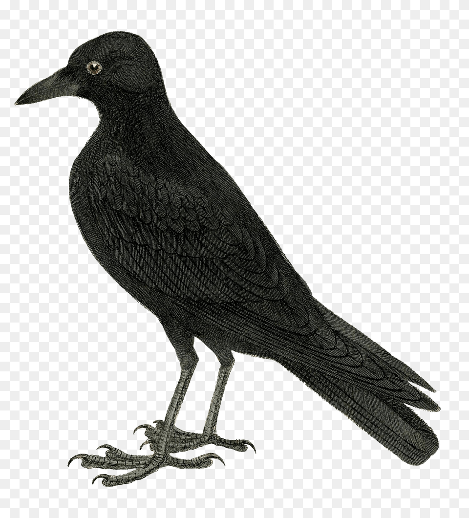 Download Halloween Crow Vector Crow Black Bird Cartoon, Animal, Blackbird Png Image