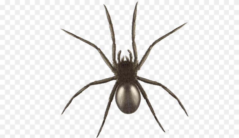Download Halloween Spider Graphics Widow Spider Full Black Spider Uk, Animal, Invertebrate, Insect Free Transparent Png