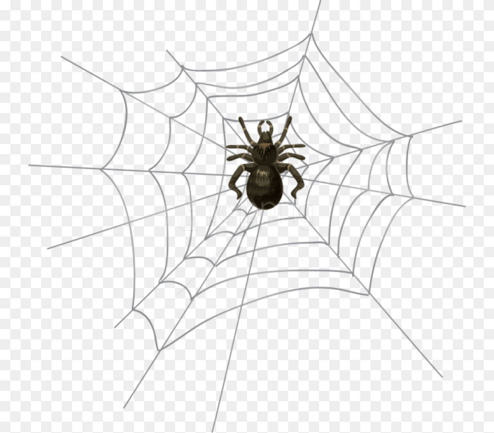 Download Halloween Spider Web Images Background Halloween Spider, Animal, Invertebrate, Spider Web Free Transparent Png