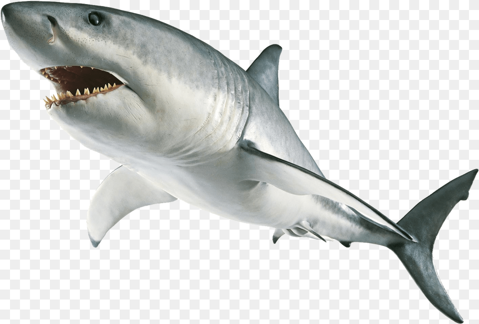 Download Hammerhead Shark Clipart Great White Shark, Animal, Fish, Sea Life, Great White Shark Free Transparent Png