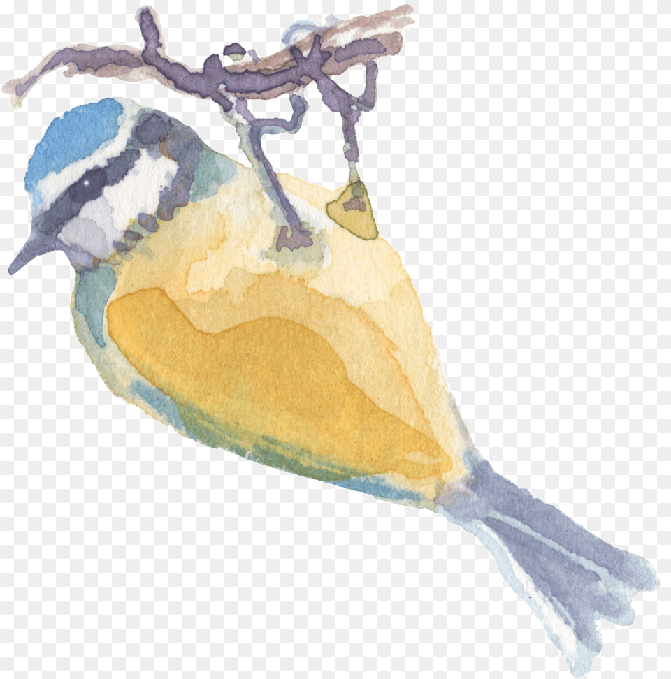 Hand Drawn Catching Tree Branch Watercolor Watercolor Paint, Animal, Bird, Finch, Jay Free Png Download