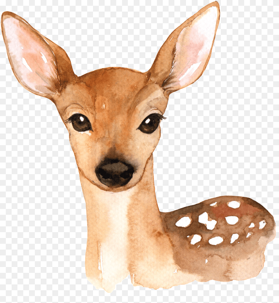 Download Hand Painted A Cute Deer Deer With Flower Crown, Animal, Mammal, Wildlife, Antelope Png