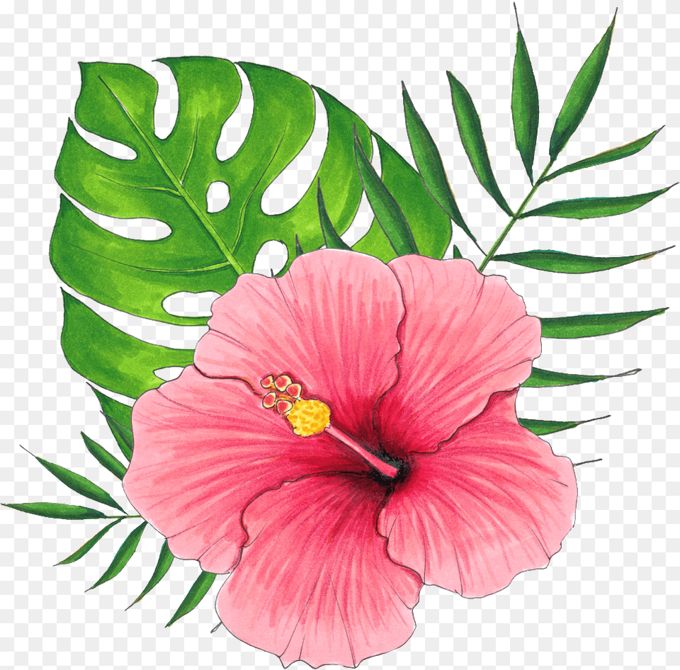 Hand Painted A Hibiscus Flower Pink Hibiscus Flower, Plant Free Png Download