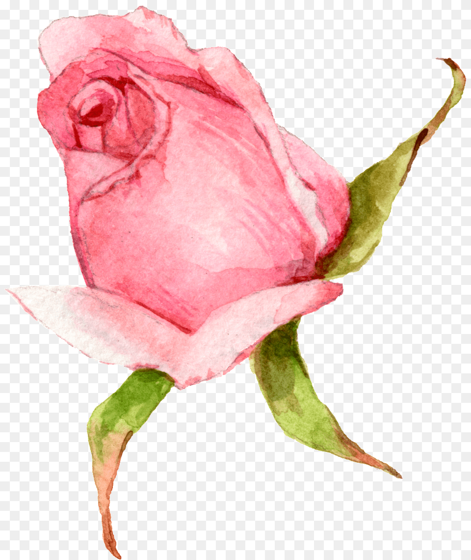 Download Hand Painted A Watercolor Rose Transparent Background Watercolor Rose, Flower, Plant, Bud, Sprout Png Image