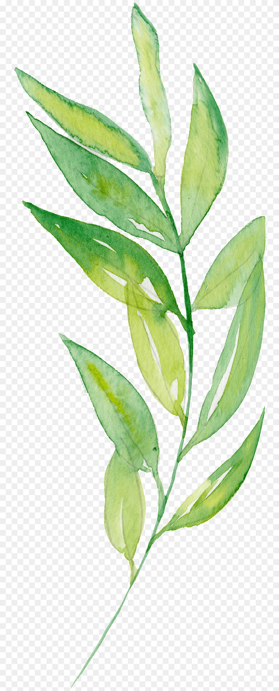 Download Hand Painted Bamboo Leaves And Branches Watercolor Painting, Herbal, Herbs, Leaf, Plant Free Transparent Png
