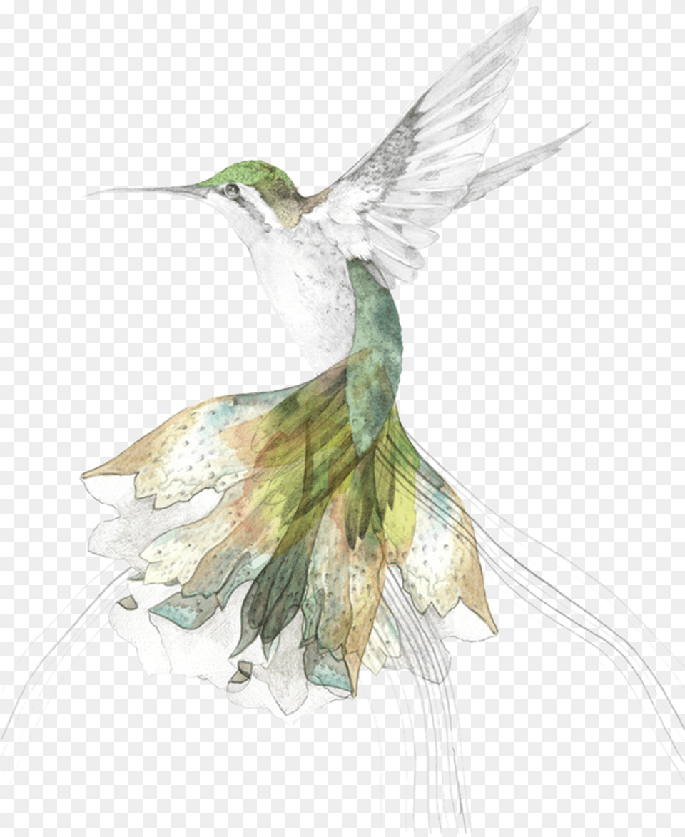 Download Hand Painted Hummingbird Beth Emily Gregory Art, Animal, Bird Png Image