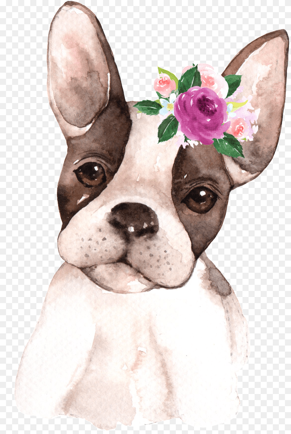 Download Hand Painted Starling Pet Dog Calendar Animals Watercolor, Animal, Bulldog, Canine, Mammal Png Image