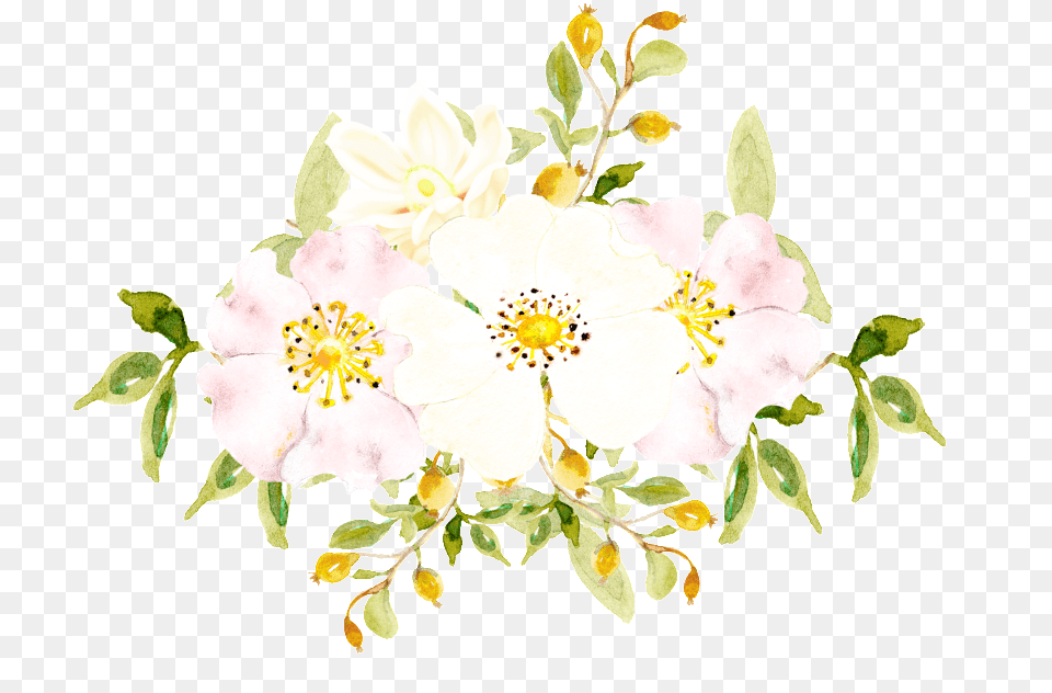 Download Hand Painted White Flowers Burnet Rose, Anemone, Plant, Pattern, Graphics Png