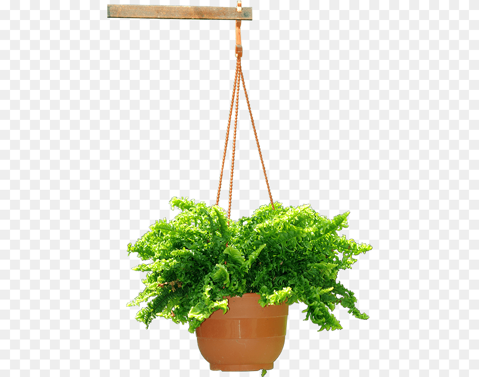 Hanging Plant Hanging Flower Pot, Potted Plant, Jar, Planter, Pottery Free Png Download