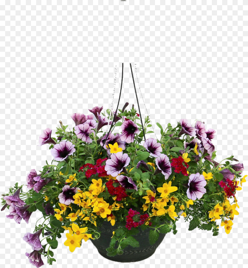 Download Hanging Plants Hanging Flower Pot Full Hanging Flower Basket Vector, Flower Arrangement, Flower Bouquet, Geranium, Plant Free Png
