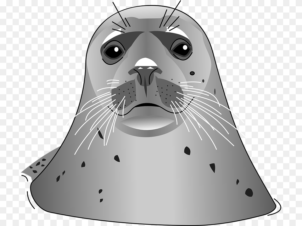Harbor Seal Images Harbor Seal Clip Art, Animal, Mammal, Sea Life, Sea Lion Free Png Download