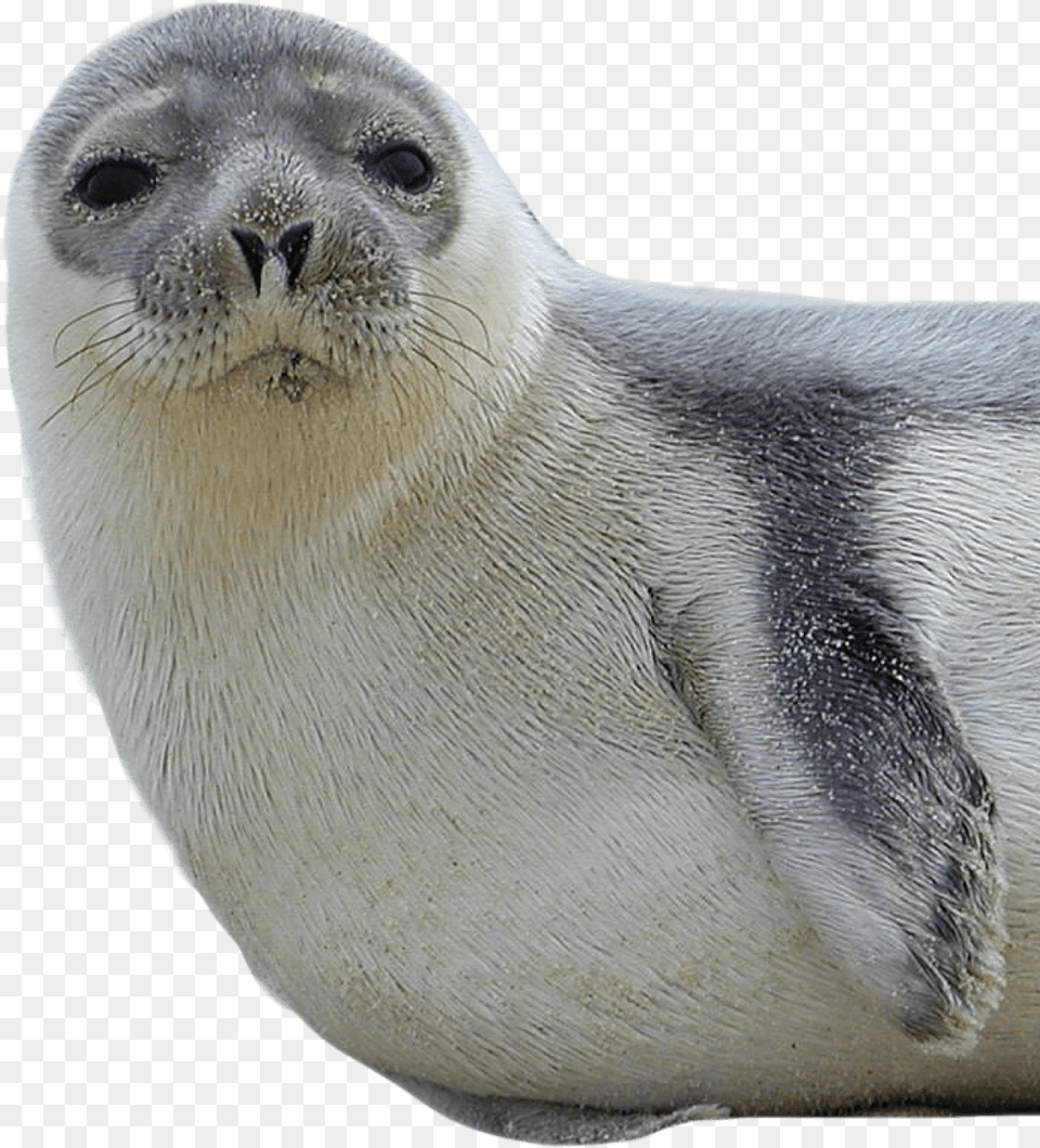 Download Harbor Seal Images New Hampshire State Sea Animal, Mammal, Sea Life, Bird, Sea Lion Free Transparent Png