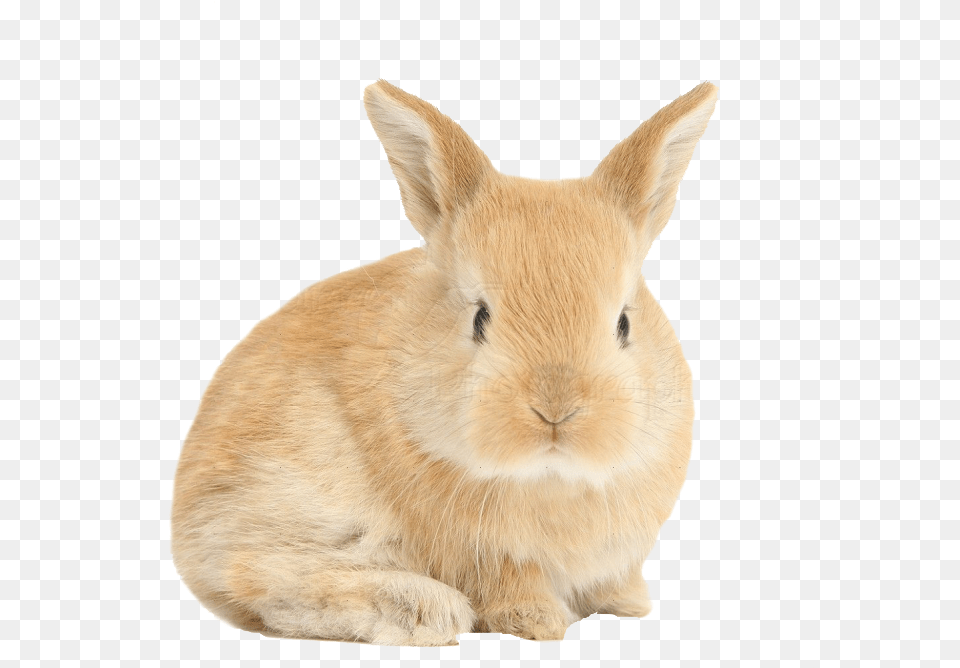 Download Hare Background Baby Bunny Transparent Transparent Background Rabbit Transparent, Animal, Mammal, Rat, Rodent Png