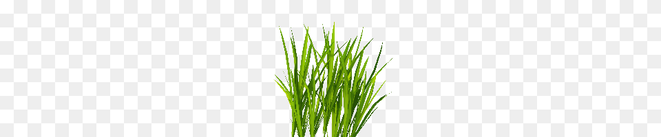 Download Hay Photo Images And Clipart Freepngimg, Aquatic, Grass, Plant, Vegetation Png Image