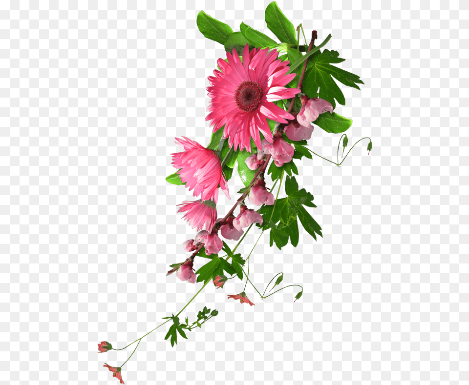Download Hd 0 8e946 Df2613b Orig Real Flower Clip Art Background Real Flower, Daisy, Flower Arrangement, Flower Bouquet, Petal Free Transparent Png
