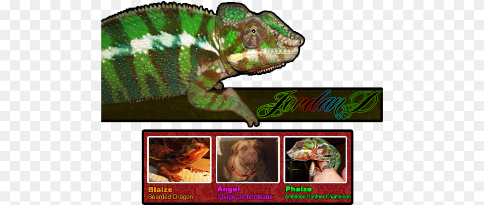 Download Hd 1 0 0 0 Orange Tiger Translucent Bearded Common Chameleon, Animal, Lizard, Iguana, Reptile Png Image