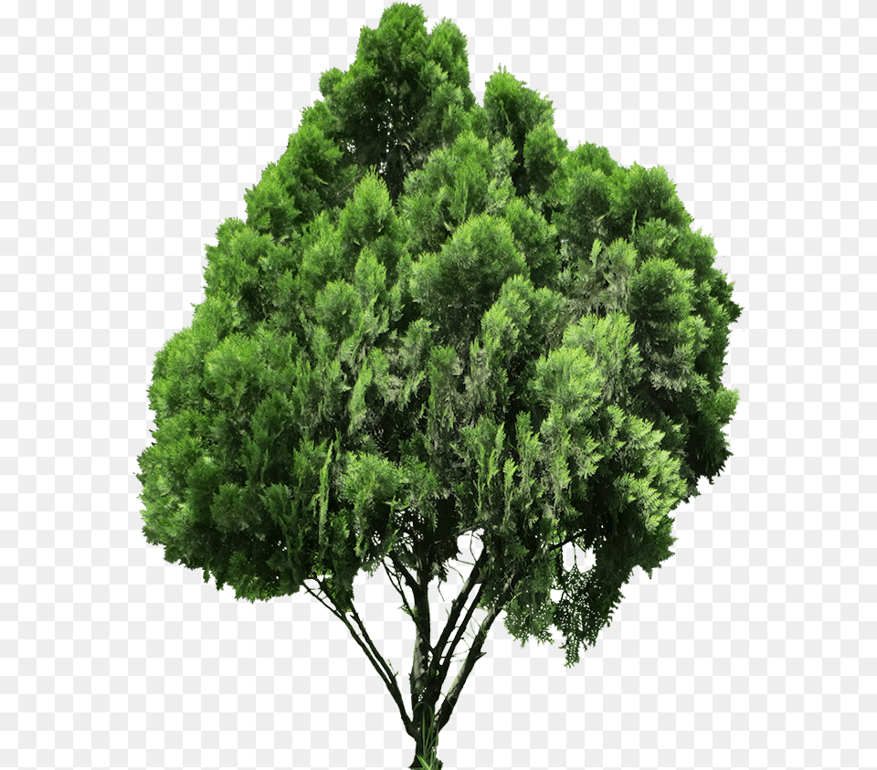 Download Hd 20 Free Tree Images Transparent Background High Resolution Transparent Background Tree, Plant, Conifer, Oak, Vegetation Png