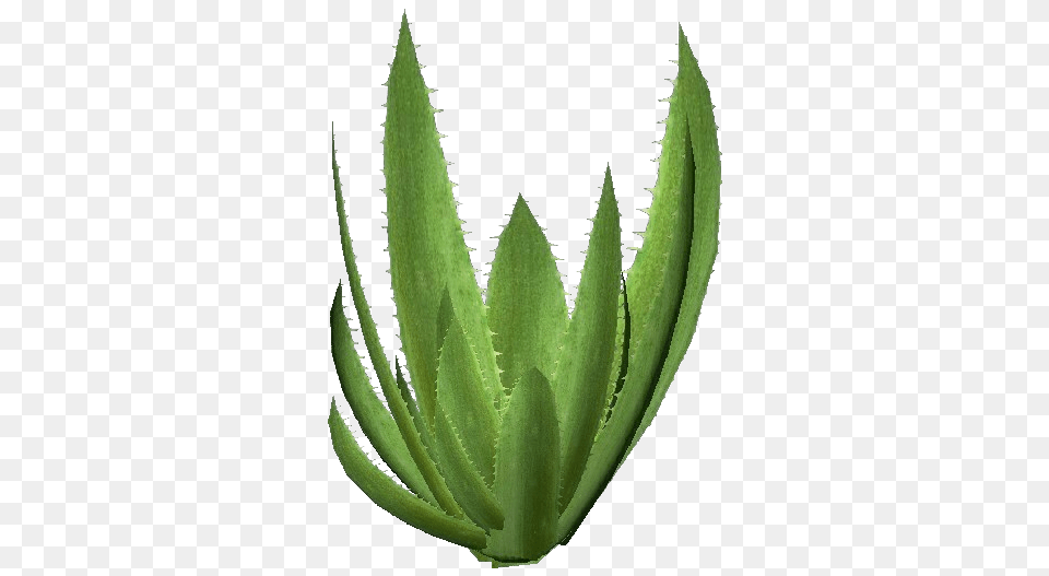Download Hd 3d Flowers Aloe Vera Drawing 3d, Plant Png