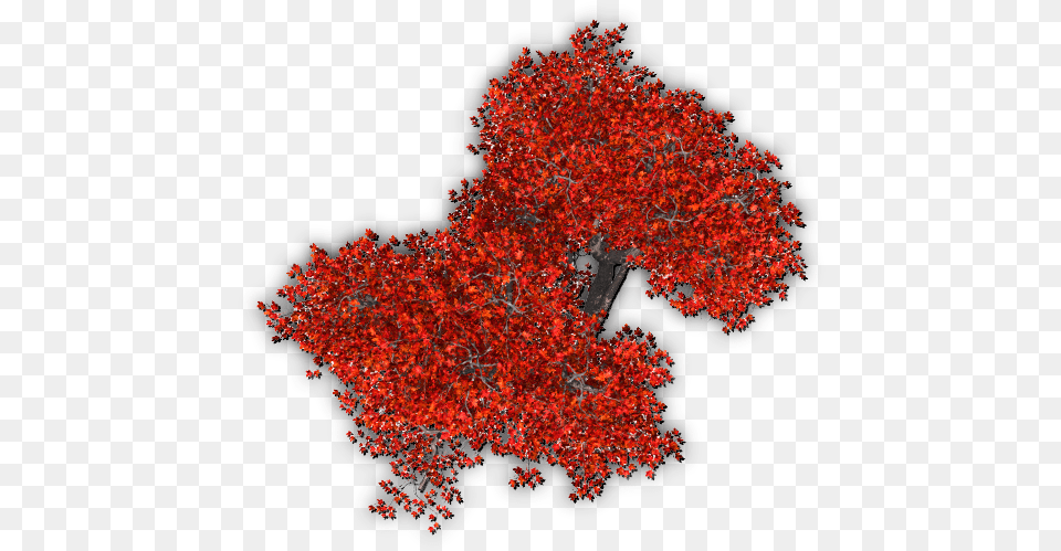 Download Hd 451k Tree Autumn 1 06 Feb 2009 Red Tree Top Tree Texture Top View, Leaf, Maple, Plant Png