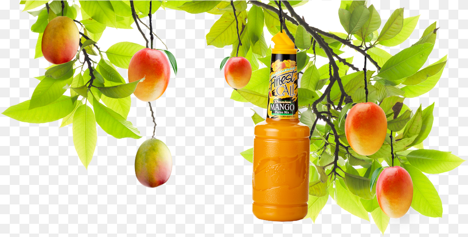 Download Hd A Mango Tree With Mixed Drinks Mixer Mango Tree, Food, Fruit, Plant, Produce Png