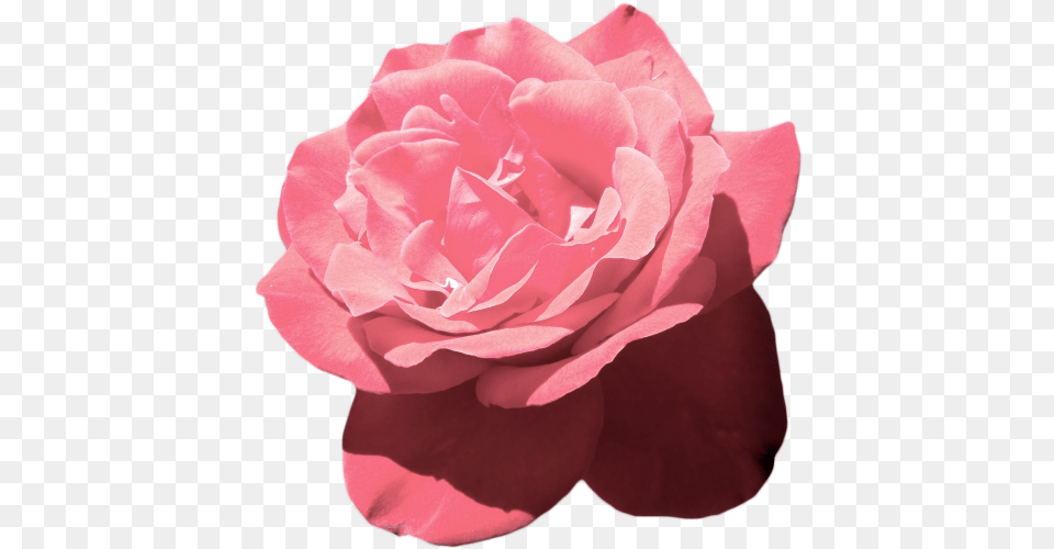 Hd Aesthetic Flower Aesthetic Pink Flowers, Petal, Plant, Rose Free Png Download