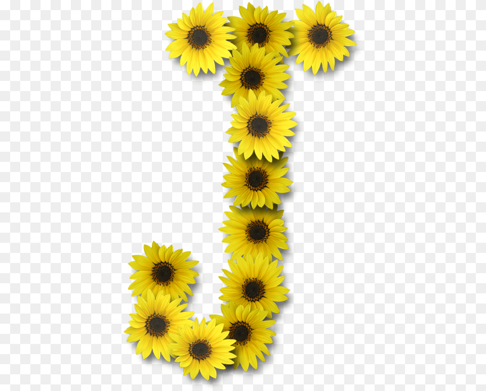 Hd Alfabeto Sunflowers Transparent Image Sunflower Letter J, Flower, Plant, Daisy, Petal Free Png Download