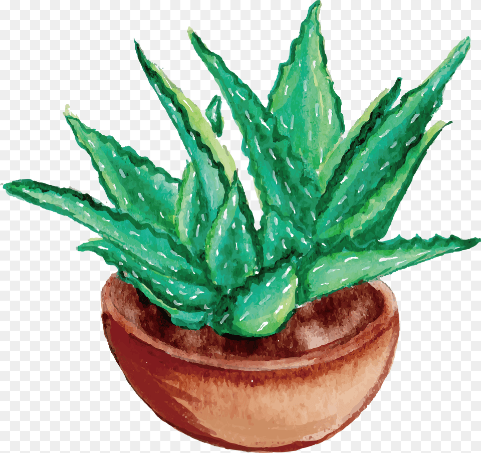 Download Hd Aloe Vera Watercolor Painting Drawing Aloe Drawing Of Aloe Vera, Plant, Potted Plant Free Transparent Png