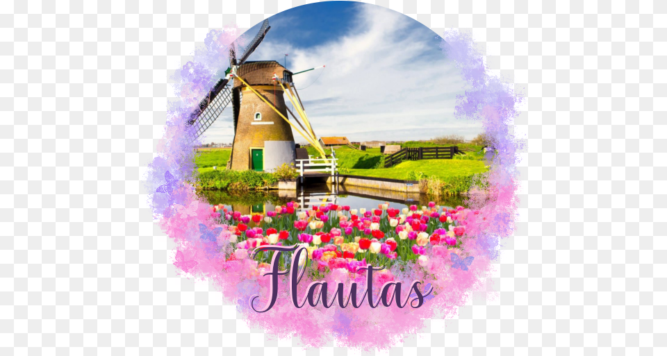 Download Hd Ancient Sanctaphandri Proverb Tulip Windmill Field Of Flowers With Windmill, Grass, Outdoors, Photography, Plant Free Png