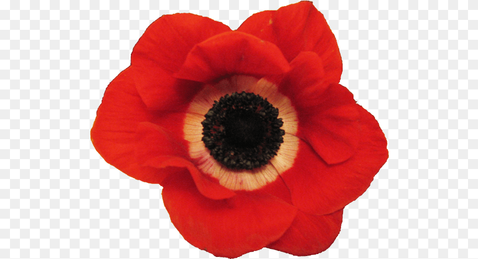 Download Hd Anemone Lest We Forget Anzac Day 2020, Flower, Plant, Rose, Poppy Png Image
