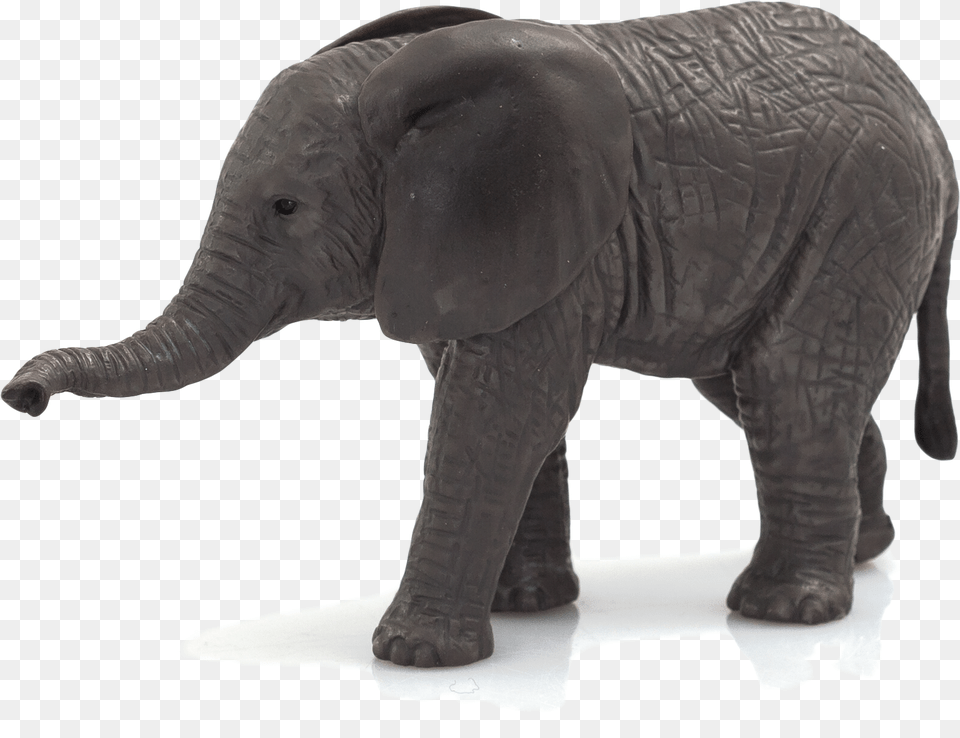 Download Hd Animal Planet African Elephant Calf Elephant Calf White Background, Mammal, Wildlife Free Png