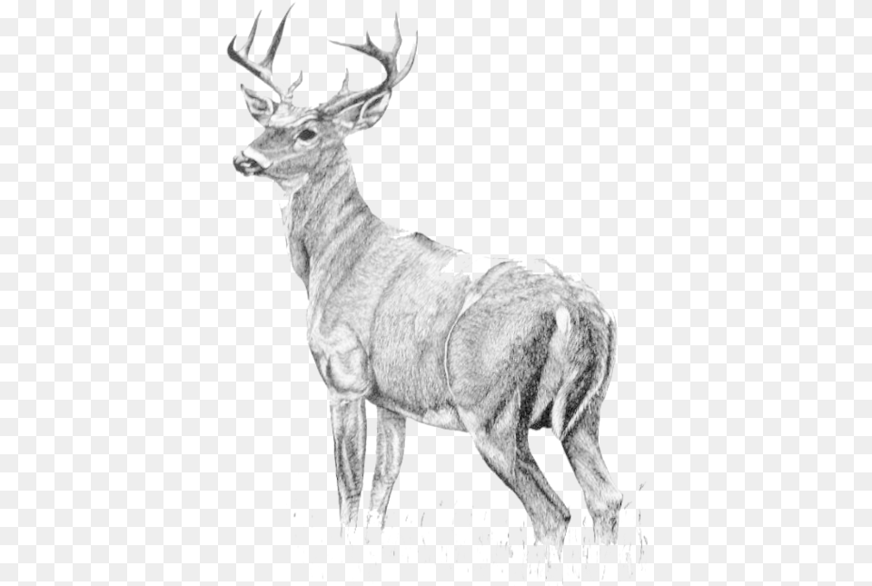 Download Hd Antelope Drawing Watercolor Full Body Stag White Tail Deer Drawing, Animal, Mammal, Wildlife, Elk Png