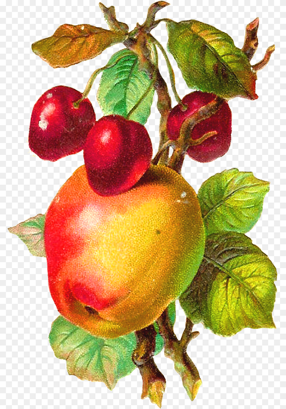 Download Hd Antique Apple Clipart Vintage Apple, Food, Fruit, Plant, Produce Png Image