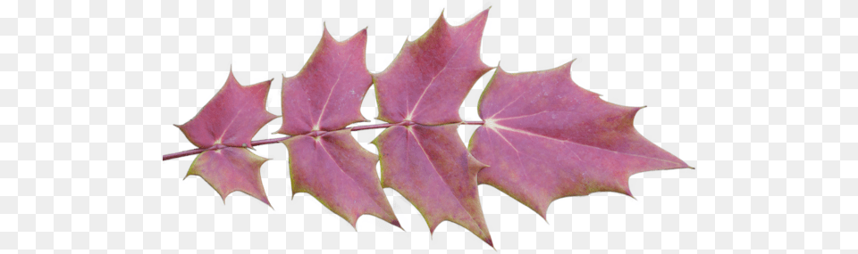 Hd Autumn Leaves With Background Leaf Maple Leaf, Plant, Tree, Maple Leaf Free Png Download