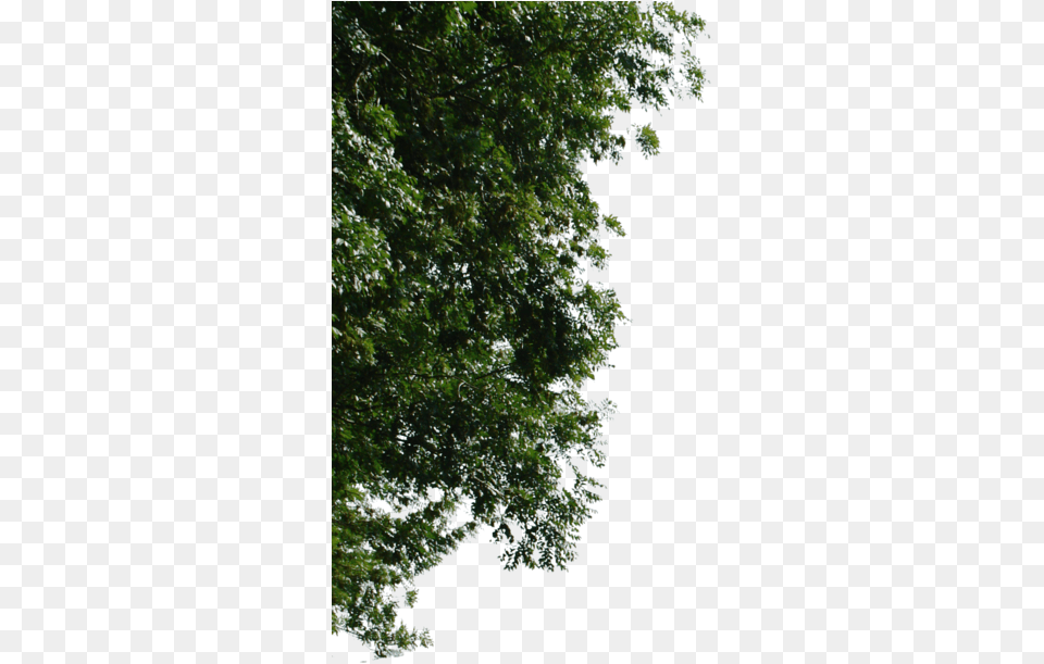 Download Hd Background U2022 Principal Asa Textura Photoshop Tree Background, Vegetation, Plant, Sycamore, Oak Free Transparent Png