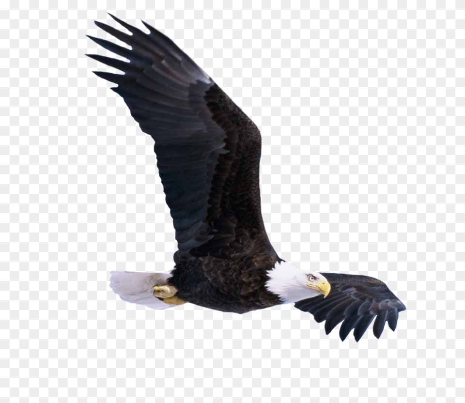 Download Hd Bald Eagle Flying Picsart Flying Birds, Animal, Bird, Bald Eagle, Beak Free Transparent Png