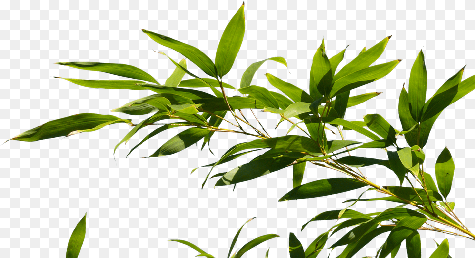 Hd Bamboo Tree Branch Image Top View Bamboo Trees, Green, Leaf, Plant, Vegetation Free Png Download