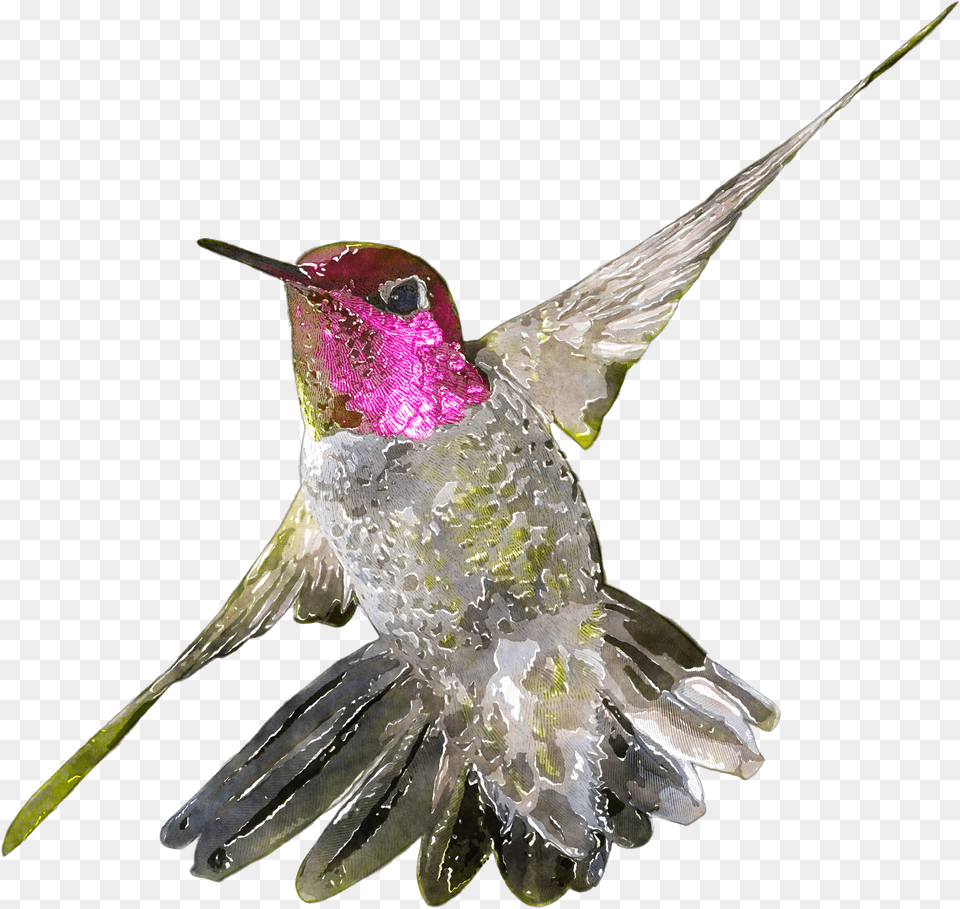 Download Hd Banner Birb Drawing Watercolor Watercolor Bird Clipart Hummingbird, Animal Free Transparent Png