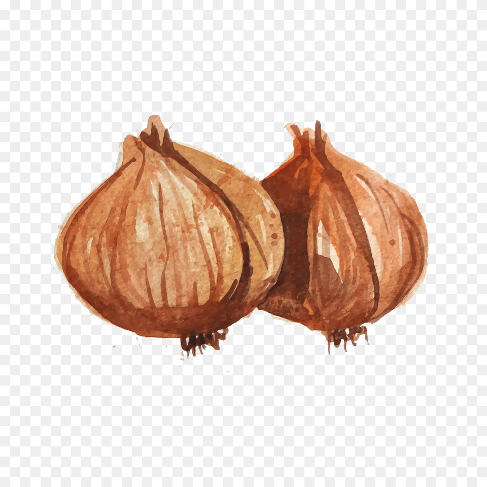 Download Hd Banner Freeuse Onion Vector Draw Watercolor Onion, Food, Produce, Plant, Vegetable Png Image