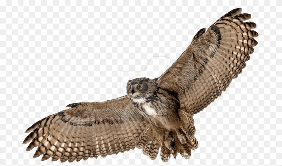Download Hd Barn Owl Picture Flying Owl Transparent Background, Animal, Bird Png
