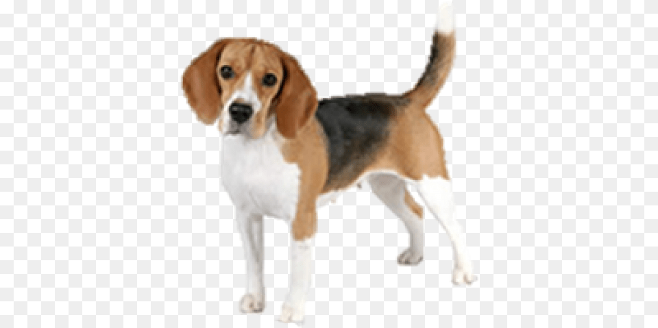 Download Hd Beagle Clipart Transparent Background Beagle Beagle With Transparent Background, Animal, Canine, Dog, Hound Png