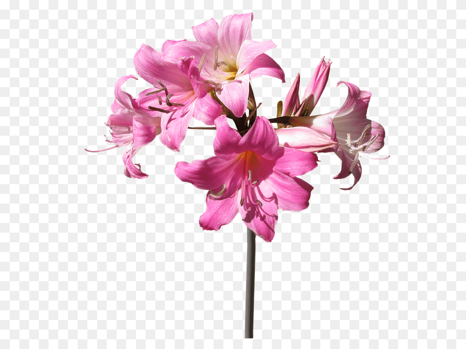 Download Hd Belladonna Lily Flower Stem Summer Stem Flower With Stem, Plant, Anther, Geranium, Amaryllis Free Png