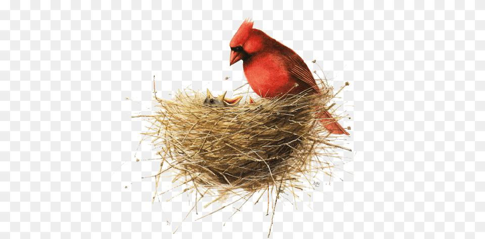 Download Hd Bird Painting Drawing Illustration Bird Nest Happy Mothers Day Marjolein Bastin, Animal, Cardinal Png Image