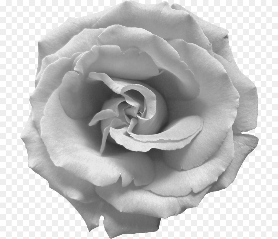 Download Hd Black And White Rose White Rose, Flower, Petal, Plant Free Transparent Png