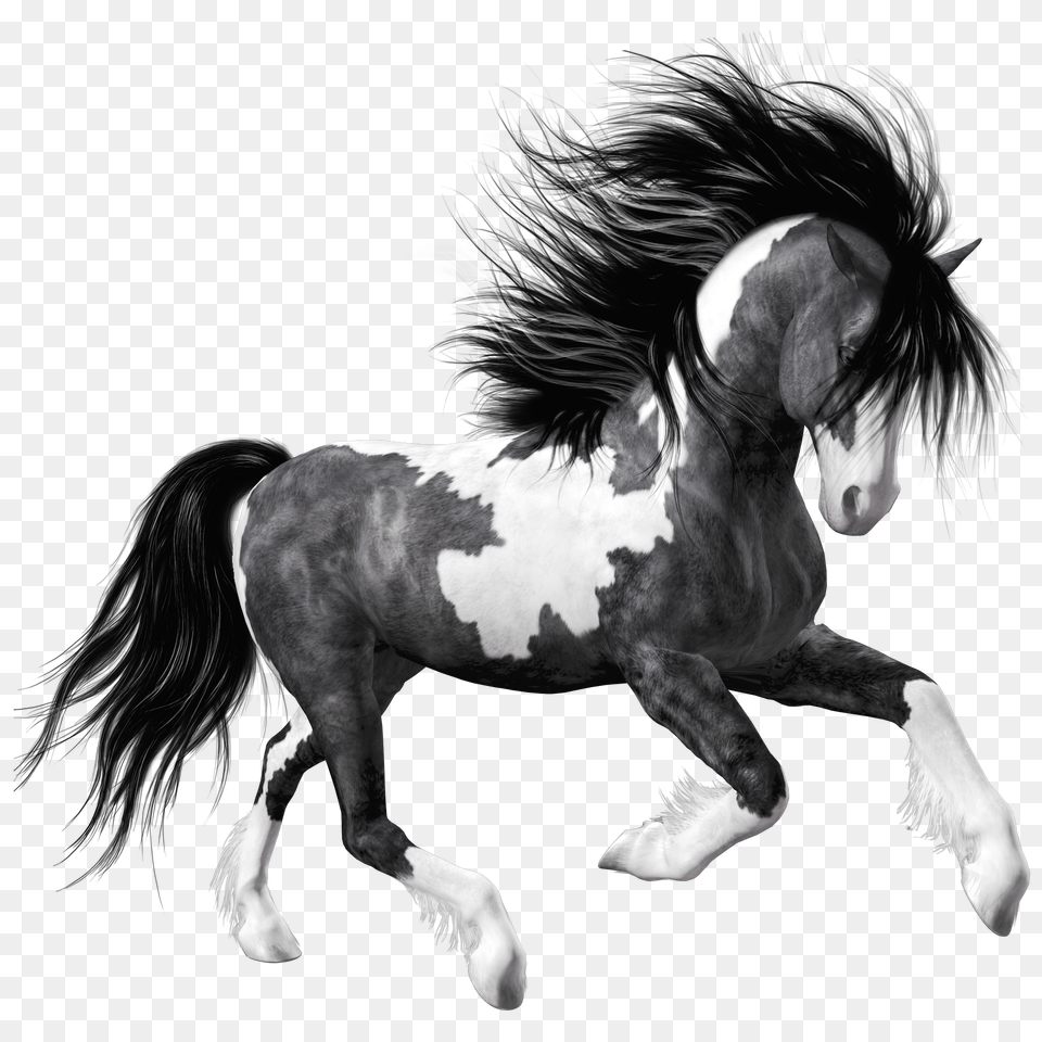 Download Hd Black Horse Black And White Horse, Animal, Colt Horse, Mammal, Andalusian Horse Png